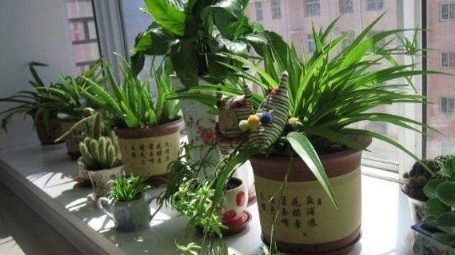 室內除甲醛的六大方法介紹！