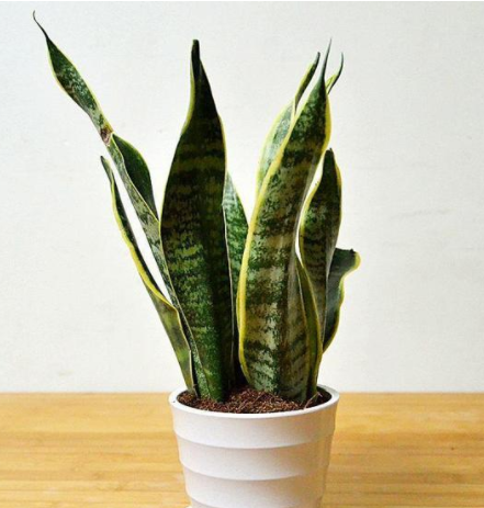 甲醛的克星是什么？