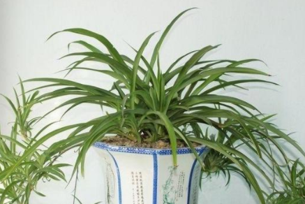 甲醛的克星是什么？